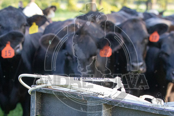 2021_Jun_18_Jeff_Cows_013