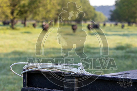 2021_Jun_18_Jeff_Cows_003
