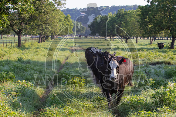 2021_Jun_18_Jeff_Cows_001