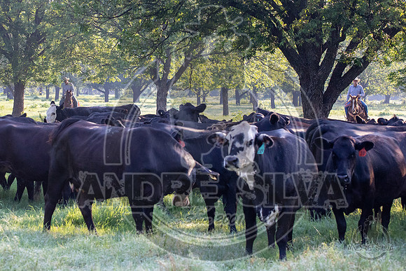 2021_Jun_18_Jeff_Cows_020