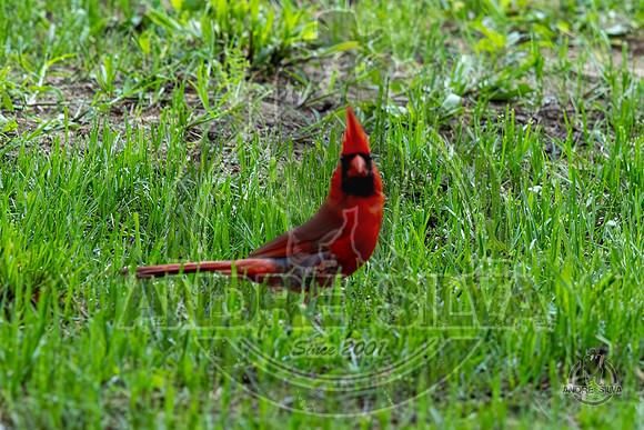 2025_June_07_Birds_005