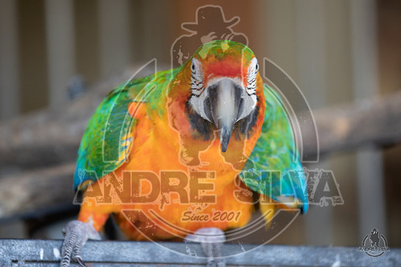 AS5_9892