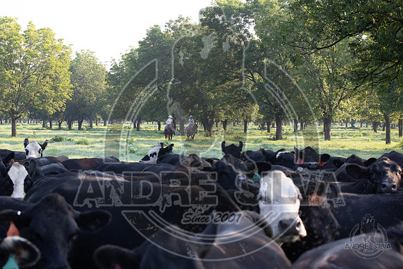 2021_Jun_18_Jeff_Cows_016