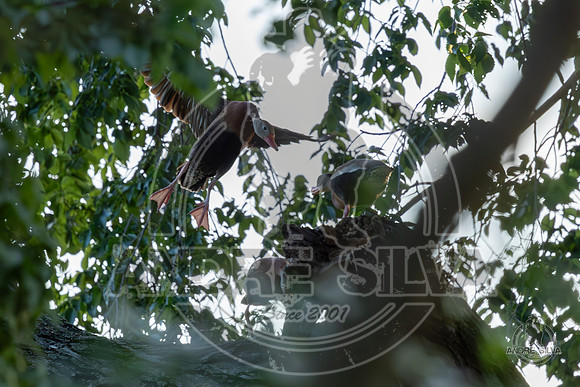 2025_June_07_Birds_008